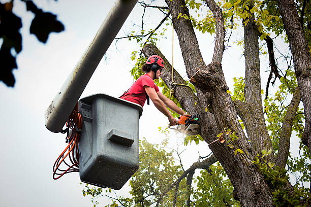 Why Choose Our Tree Removal Services in Yorktown, IN?